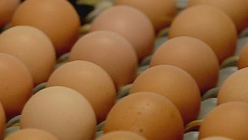Salmonella scare forces farmer to wash eggs