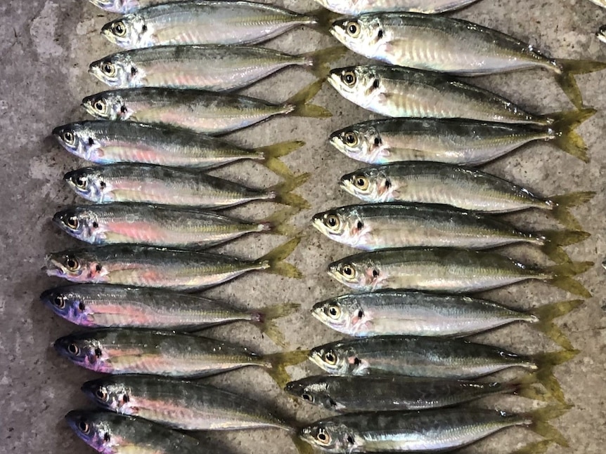 Scores of small, silver fish