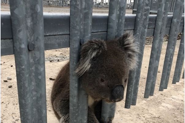Koala with head stuck in fence, looks like he tried to climb under.
