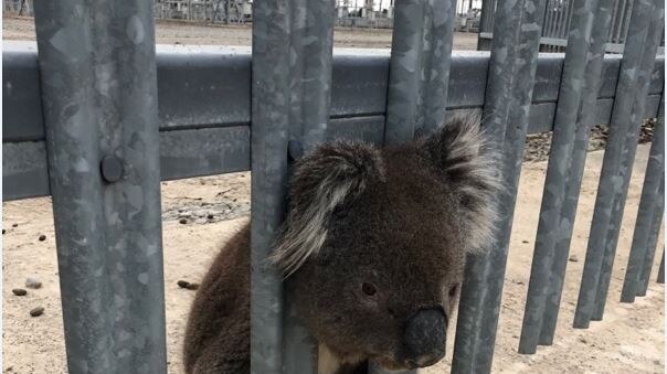 Koala with head stuck in fence, looks like he tried to climb under.