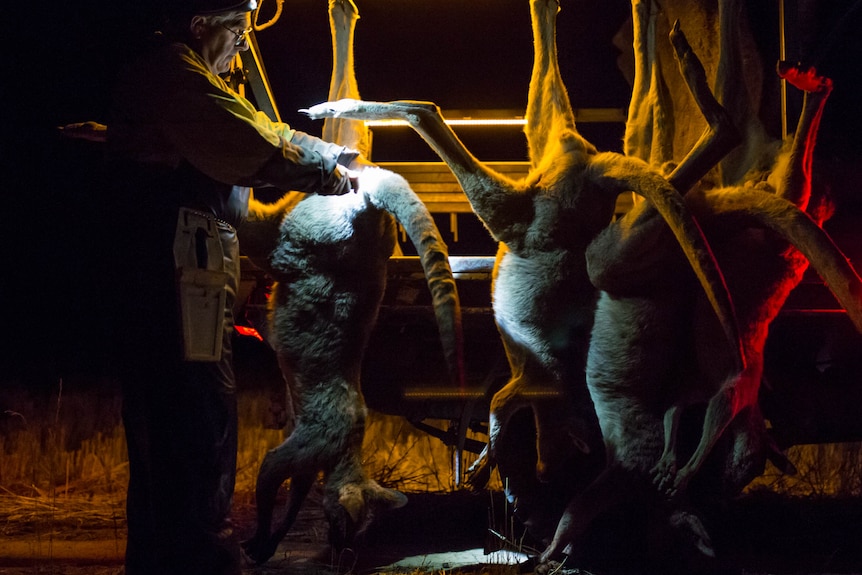 Roos hang off the back of a truck, fur turned yellow and red from tail lights and head lamp, as Glenn Cole butchers them.