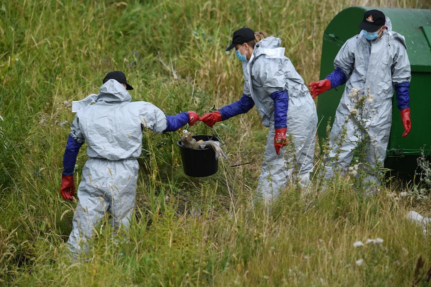 Voluntarii care poartă echipament de protecție trec pe lângă o găleată plină cu pești morți dintr-un râu.