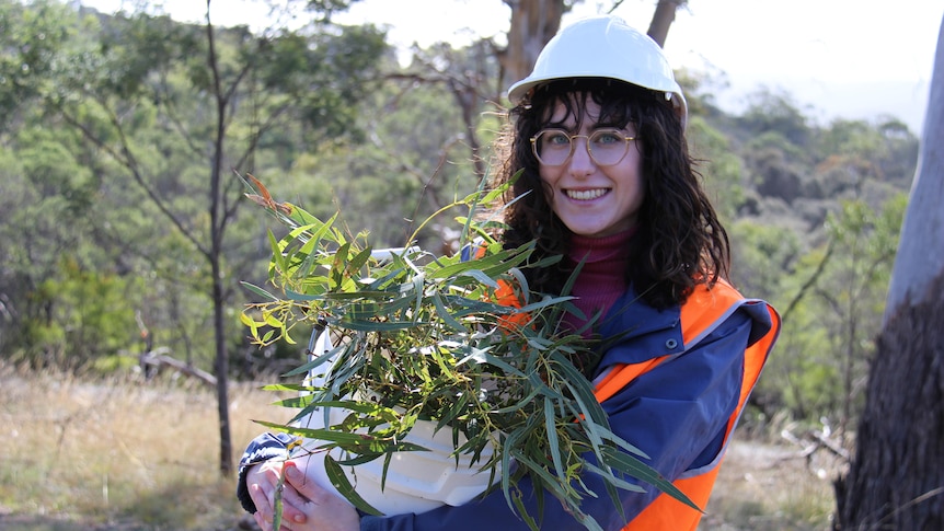 Erin bok wearing a high vis orange vest and holding a bucket of Eucalyptus viminalis clippings, surrounded by bushland. 