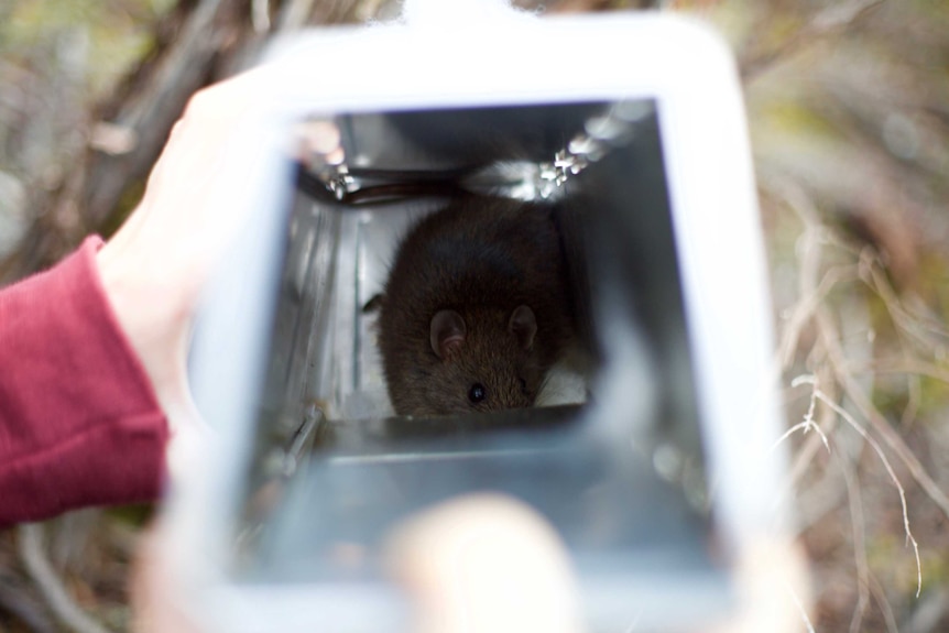 Bush rat in a trap at Wilsons Promontory National Park