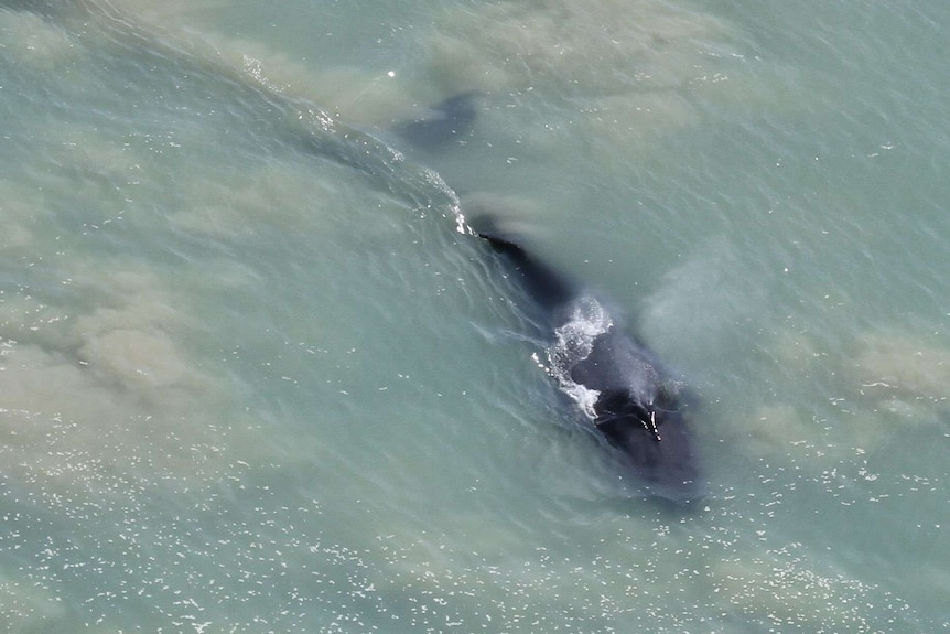 Humpy, the Kakadu humpback whale, just outside the East Alligator River on Tuesday November 3 2020.