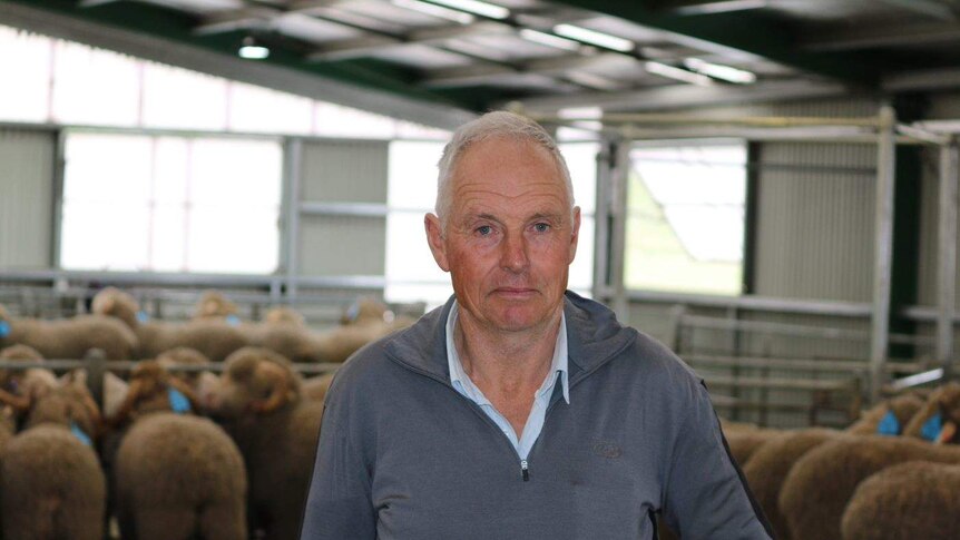 Frank Chester from the Tasmanian Merino Breeders Association stands in a shearing shed.