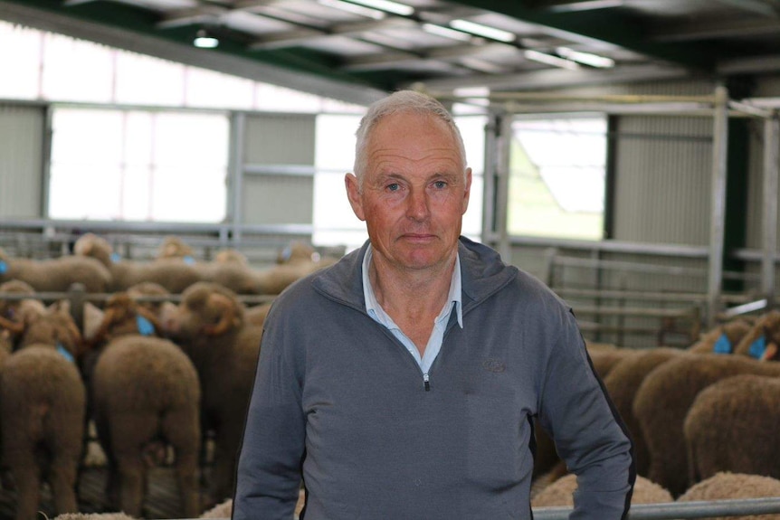 Frank Chester from the Tasmanian Merino Breeders Association stands in a shearing shed.