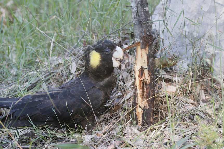 A black cockatoo breaks into the bark of a tree to eat grubs.