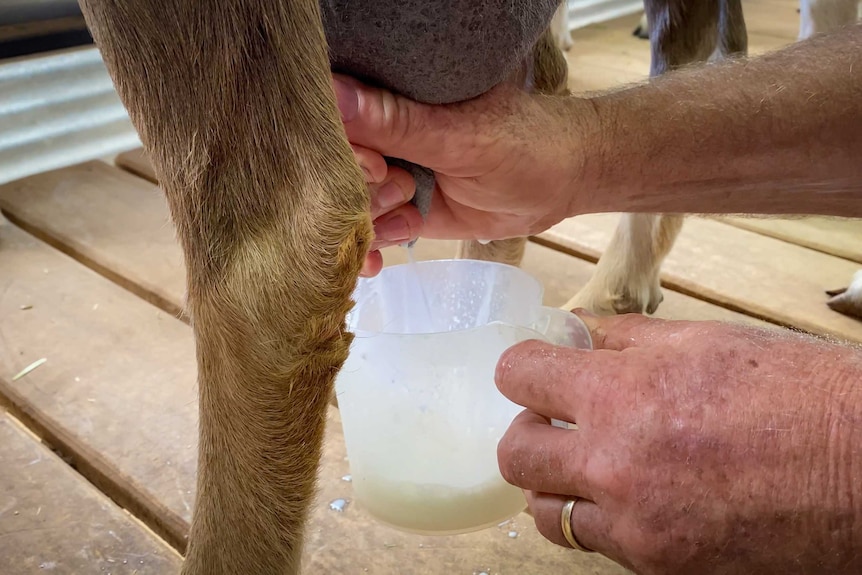 A dairy goat being milked
