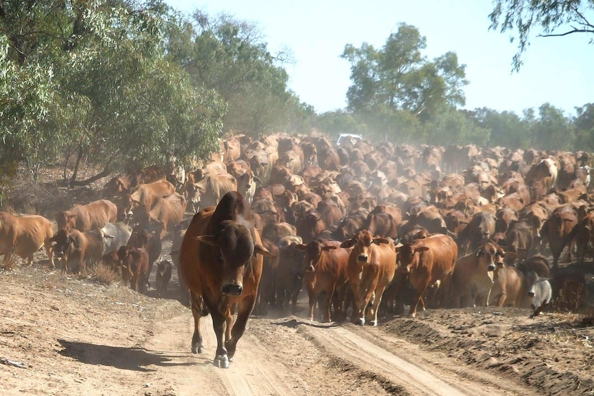 Beefmaster cattle mustering