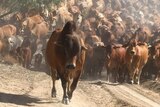 Beefmaster cattle mustering
