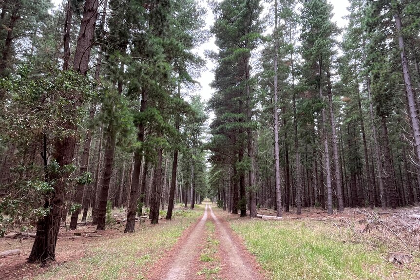 A dirt road through a pine forest.