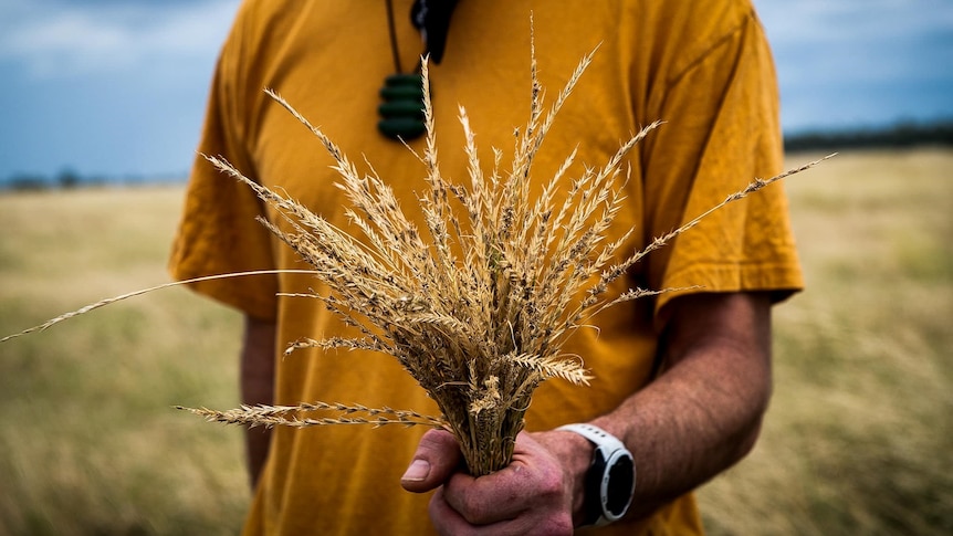 A person in a yellow shirt holds a first full of native rains. 