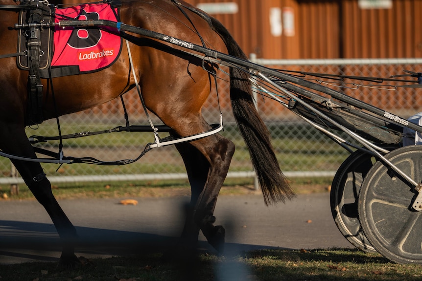 A horse with a harness coach.