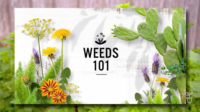 Graphic filled with a selection of weeds with text ' Weeds 101'