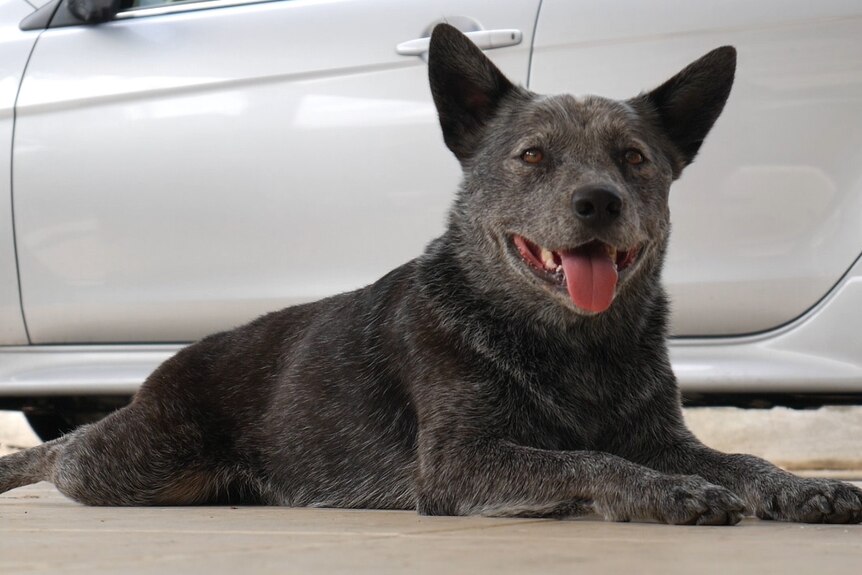Winston, a blue heeler dog, lays on the driveway next to a car at his home in Ipswich, west of Brisbane