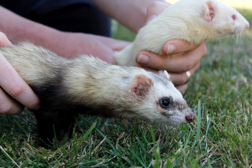 Two of Daniel Bowden's ferrets