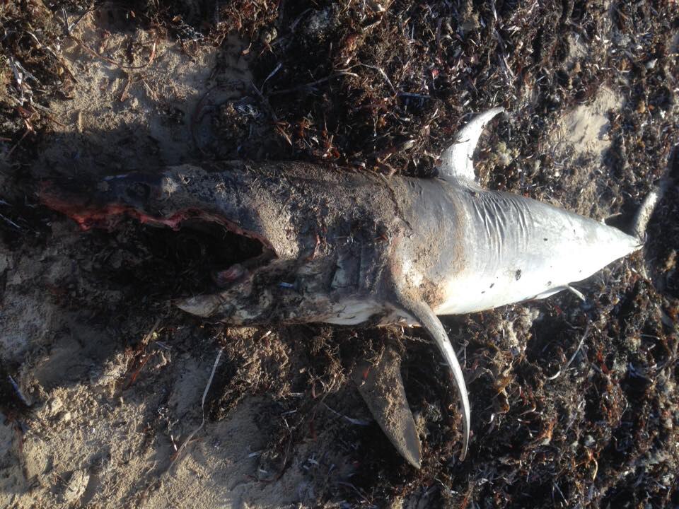 Another great white shark washes up on SA West Coast beach - ABC News