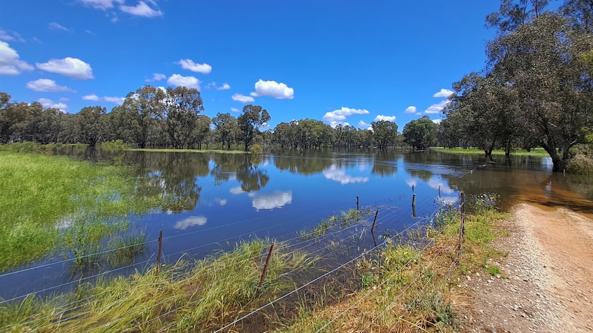 A section of winery and road inundated with water with several submerged vines in the distance