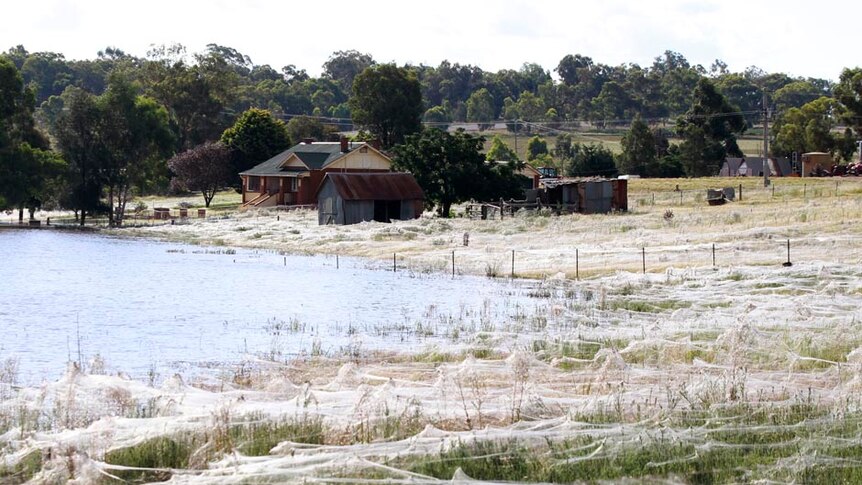 Spider webs cover the ground surrounding a house next to floodwaters in Wagga Wagga.