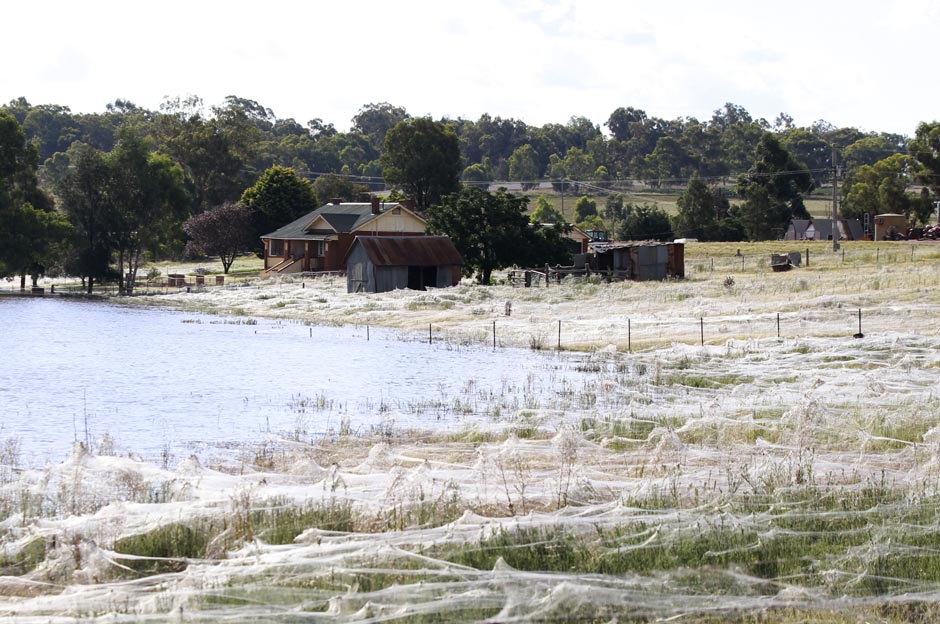 Spider webs cover the ground surrounding a house next to floodwaters in Wagga Wagga.