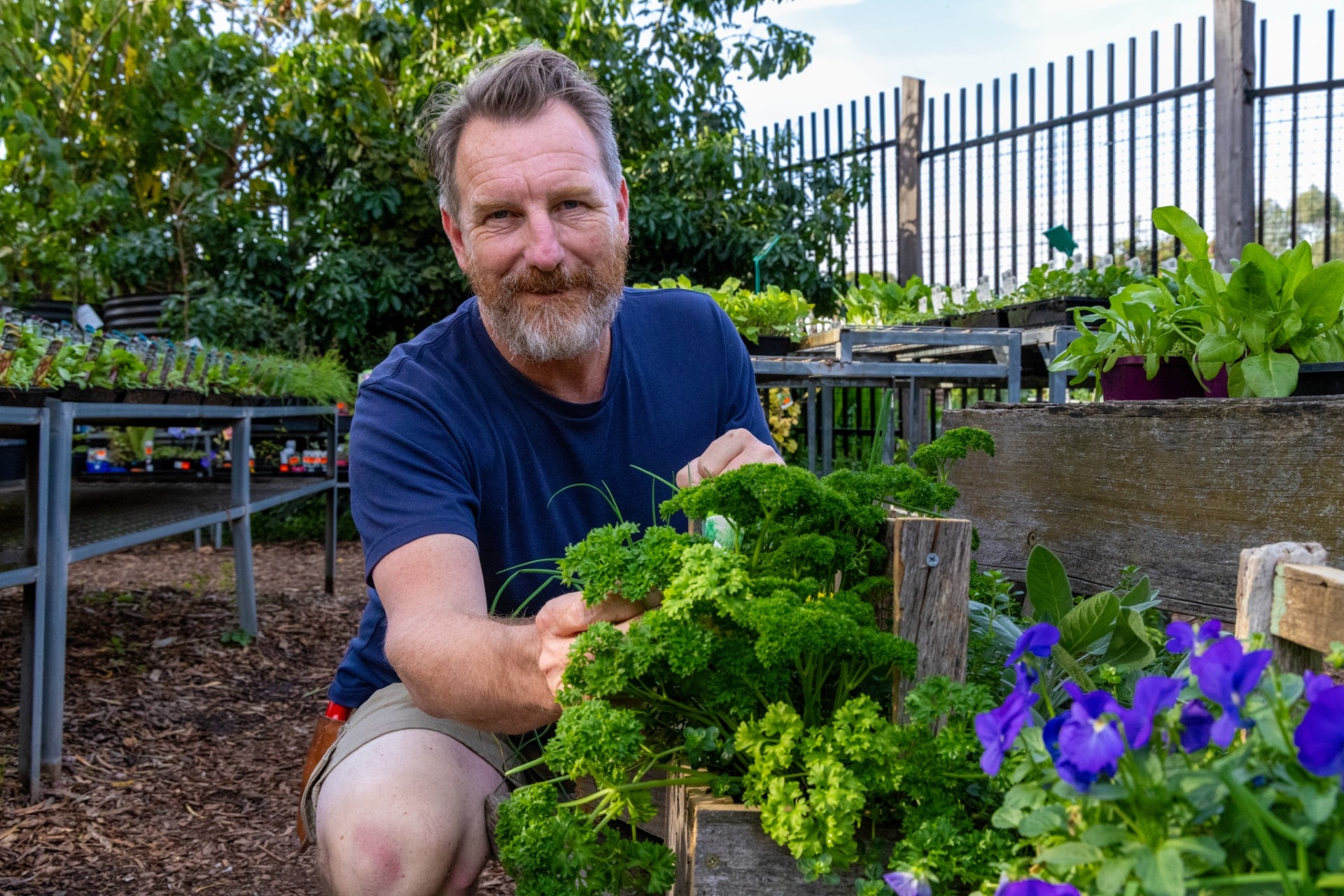 A man bending down at a nursery near some parsley.