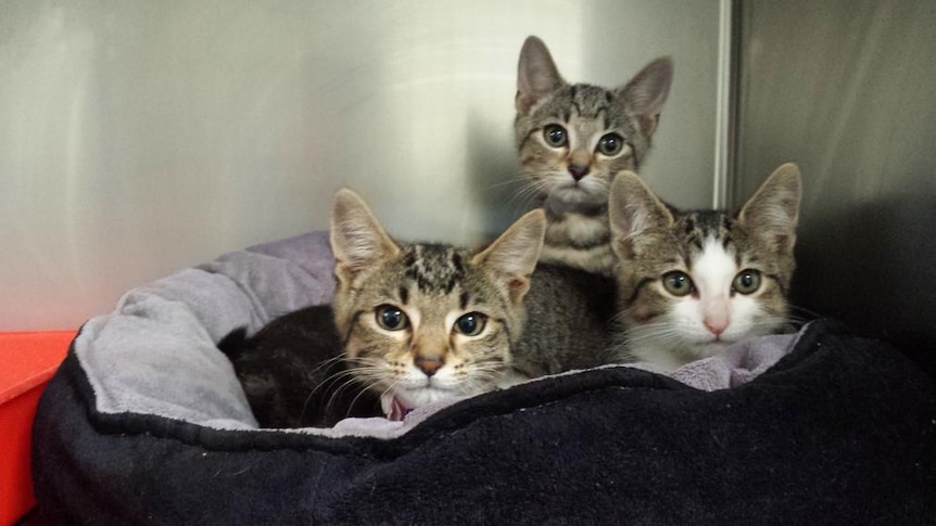 Three cats at shelter