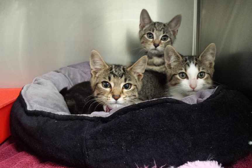 Cats at the RSPCA in Canberra