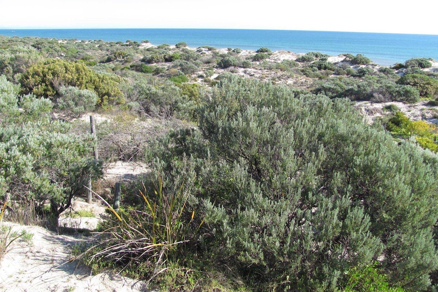 Tennyson Dunes receives protection