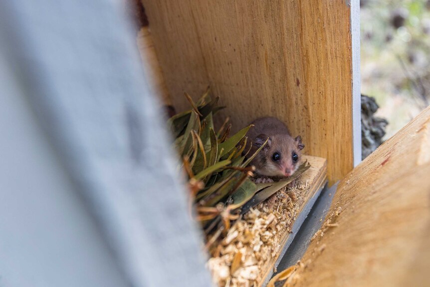 Western Pygmy Possum in a nest box