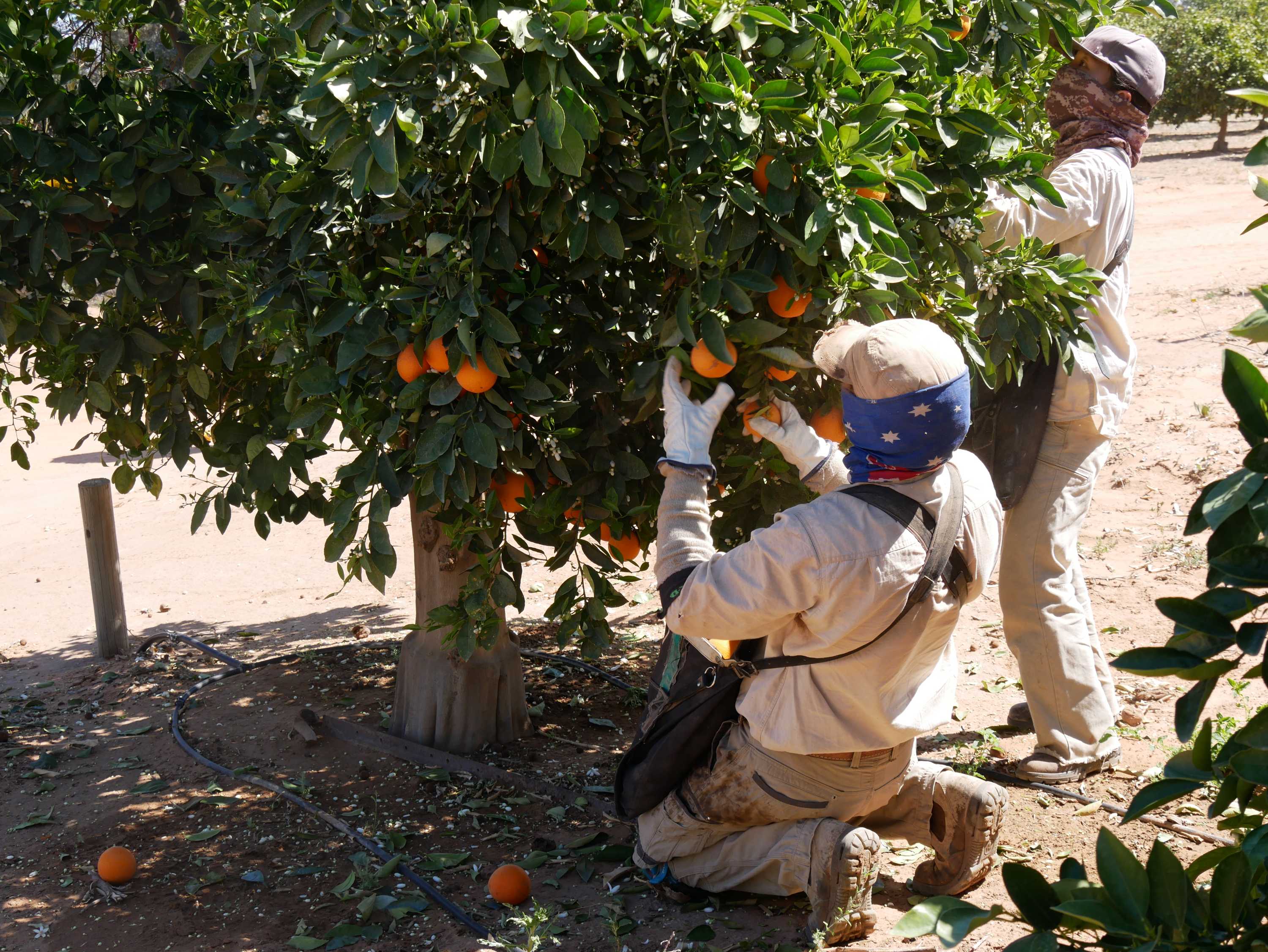 End Of Fruit Cropping Along Lower Darling River A Big Loss For Industry As Growers Pushed To Brink Abc News