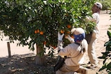 Two citrus pickers wearing long sleeves and pants stand close to a tree, one kneeling, picking mandarins.