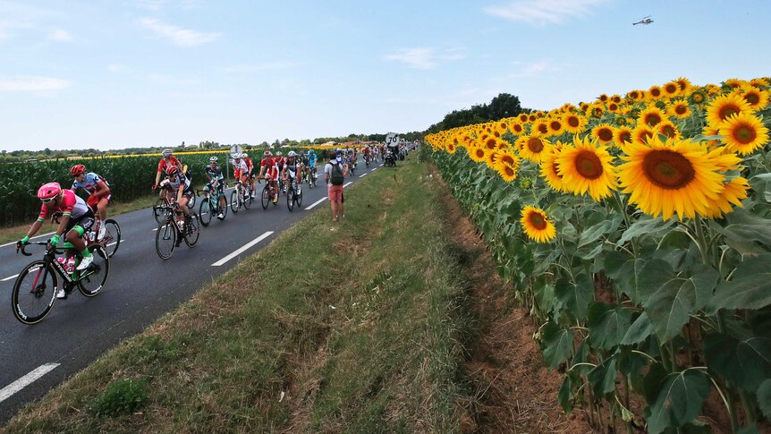 The peloton passes a field with sunflowers during stage one of the 2018 Tour de France.