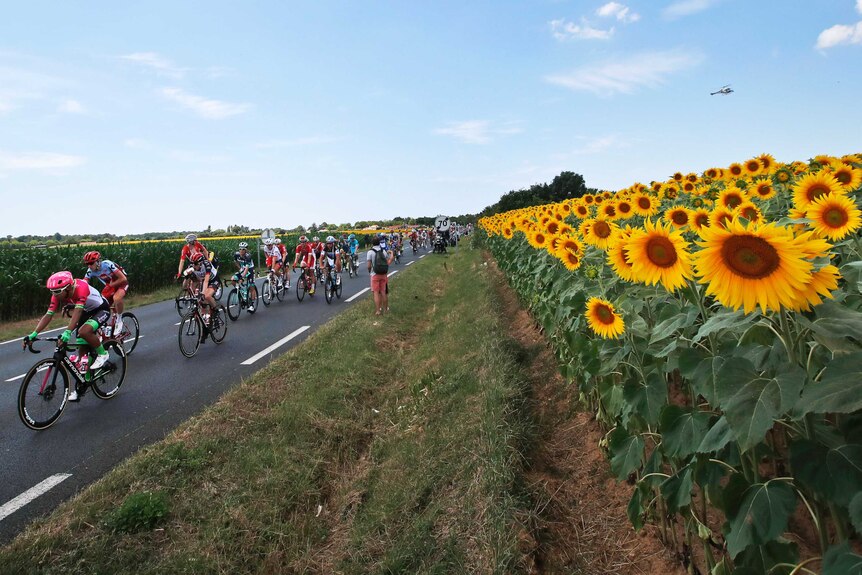 The peloton passes a field with sunflowers during stage one of the 2018 Tour de France.