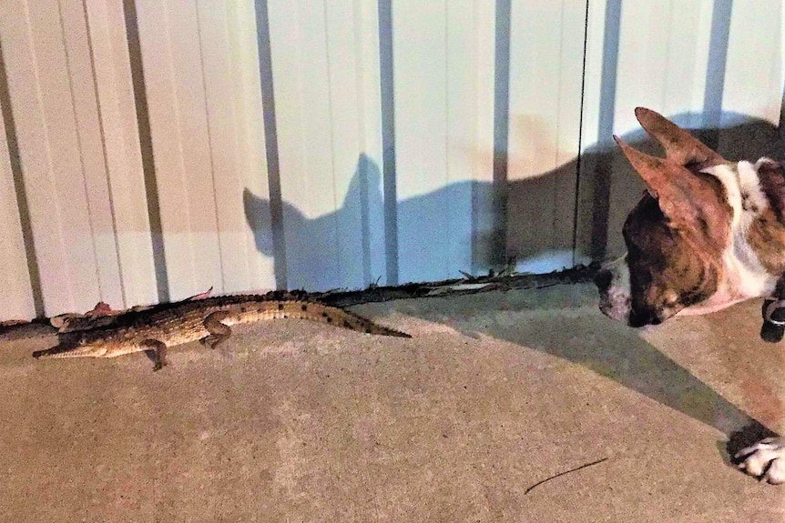 A small dog looking at a 50cm freshwater crocodile in a driveway.