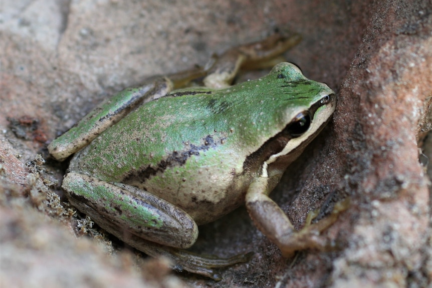 A small green frog with a dark strip along its eye.