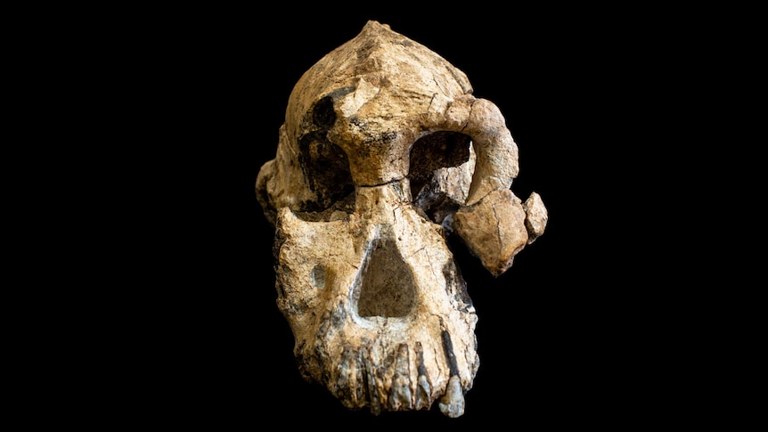 Fossil skull of Australopithecus anamensis