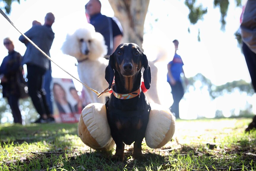 A black dachshund dressed as a democracy sausage looks at the camera as a white poodle looks on