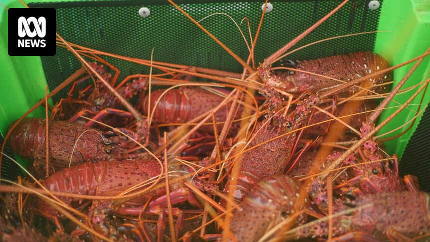 Les pêcheurs de langoustes occidentales espèrent, mais « ne retiennent pas leur souffle », que la Chine mette fin à l’interdiction d’exporter des poissons vivants