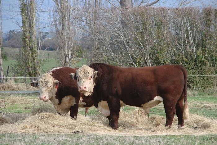 Hereford bulls eating hay