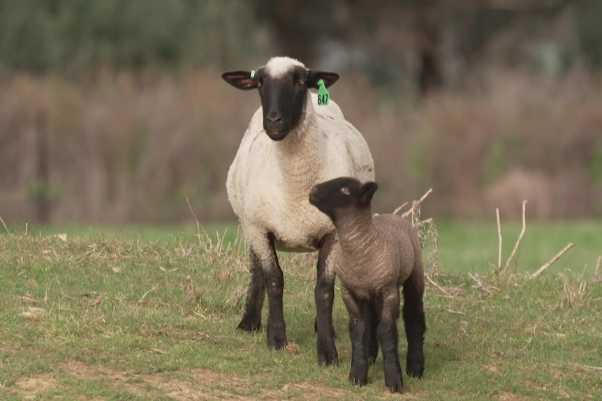 Photo of two black faced sheep.