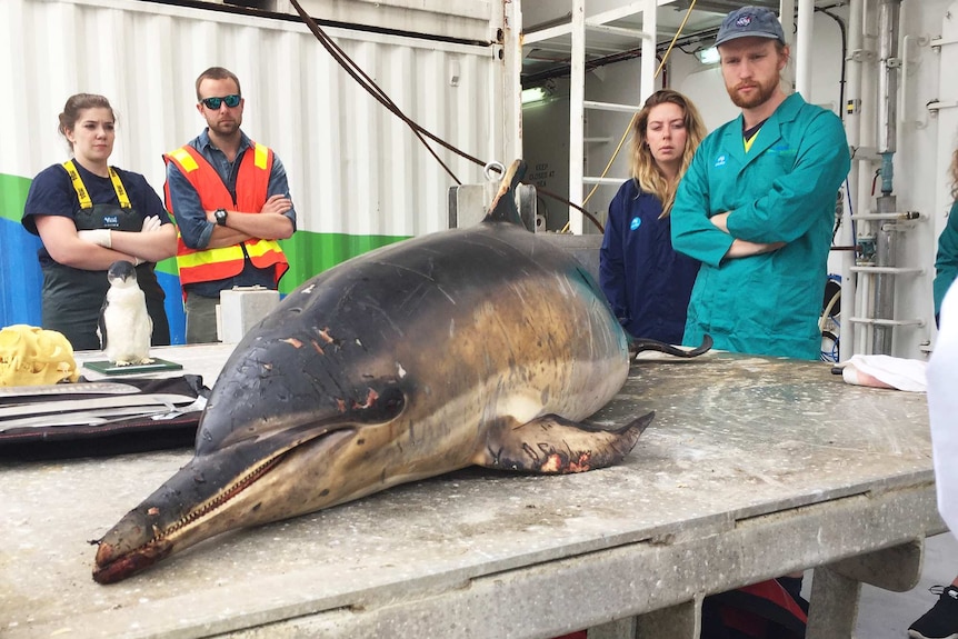 A dead dolphin is observed by four people.