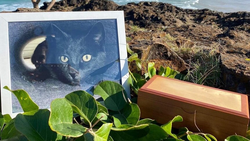 A photo of a grey cat in a frame, with leaves and a wooden box around it, on a rocky headland with a beach behind.