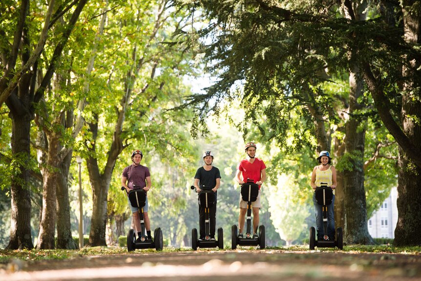 Four people ride segways through a tree-lined boulevard.