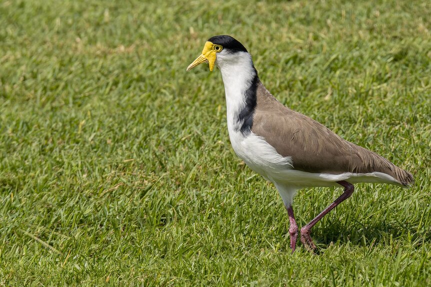Masked lapwing bird with yellow face walking across mown grass. 