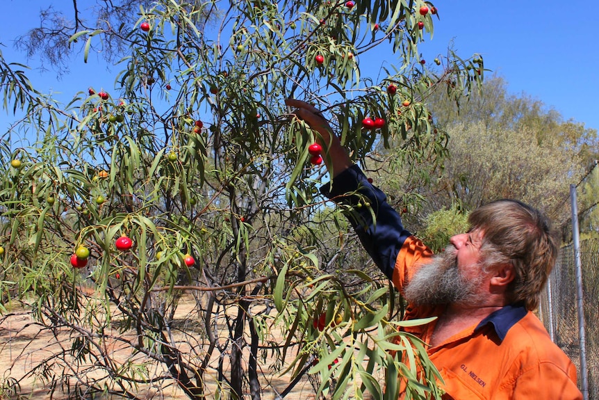 Man picking fruit from a quandong tree