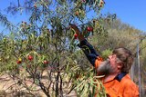 Man picking fruit from a quandong tree