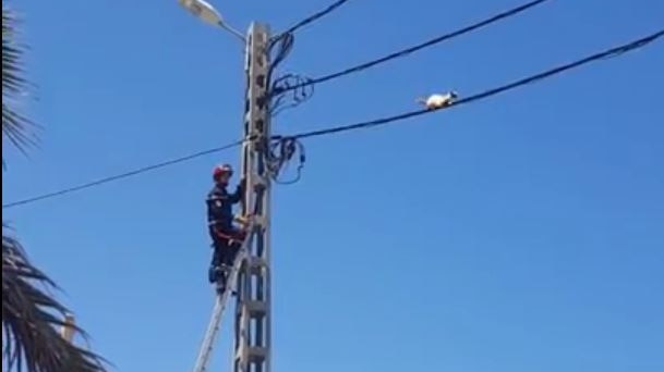 Fireman attempts to rescue cat from telegraph poll