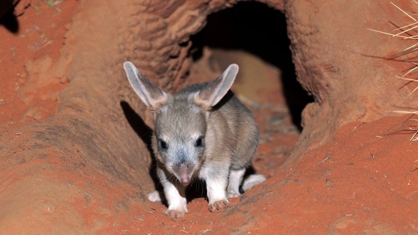 Baby bilby