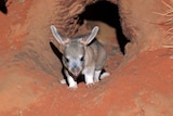 Tanami Desert project aims to save bilby